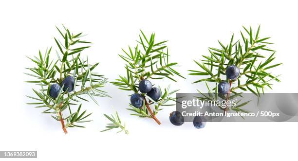 juniper twigs with berries on white background - juniper tree stock pictures, royalty-free photos & images