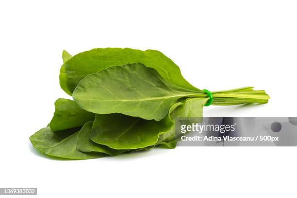 bundle of fresh spinach on white background - espinaca fotografías e imágenes de stock