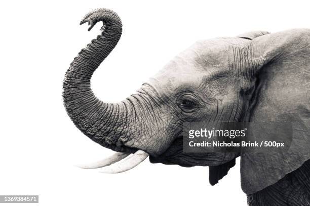 elephant portrait,a african desert elephant,kruger national park,south africa - elephant fotografías e imágenes de stock