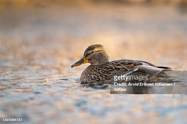female mallard duck,trondheim,norway - trøndelag stock pictures, royalty-free photos & images