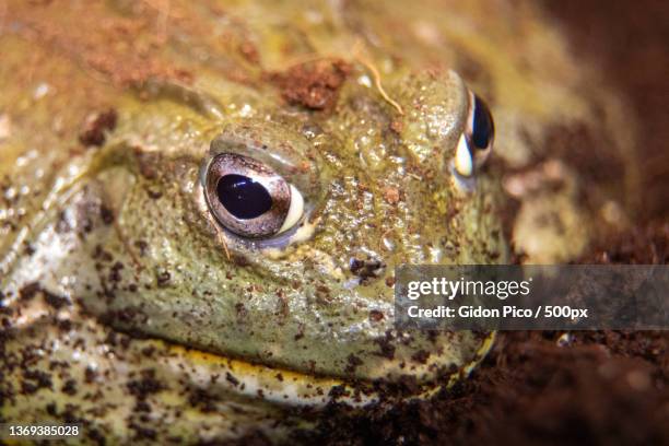 african bull frog pyxicephalus adsperus,close-up of bullfrog in water,israel - african bullfrog stock-fotos und bilder