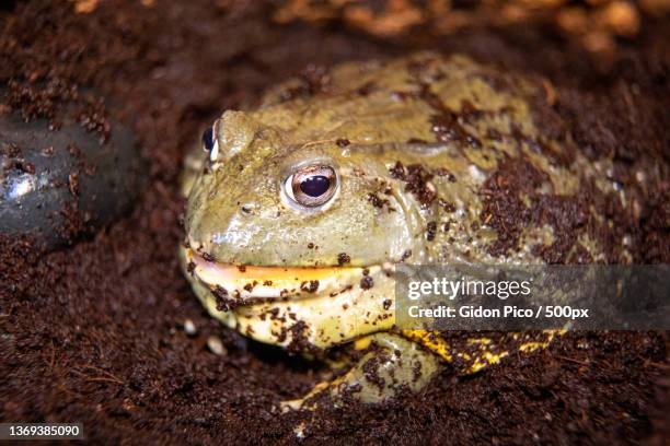 african bull frog,close-up of bullafrican bullfrog on field - african bullfrog stock-fotos und bilder