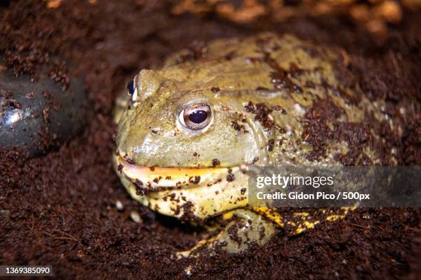 african bull frog,close-up of bullafrican bullfrog on field - giant frog stock pictures, royalty-free photos & images