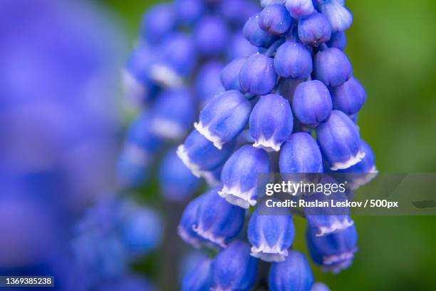 close-up of purple flowering plant,russia - muscari armeniacum stock-fotos und bilder