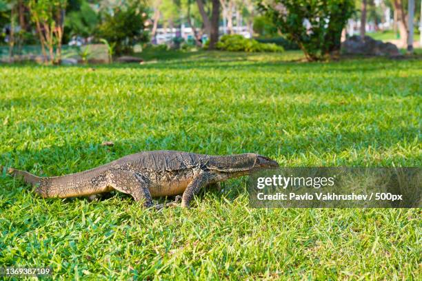 monitor lizard on green grasss in asian city park - lumpini park bildbanksfoton och bilder