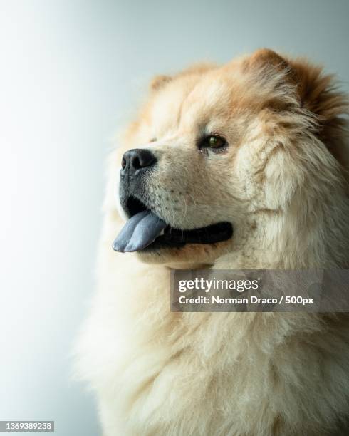 dog portrait,close-up of chow looking away - chow stock-fotos und bilder