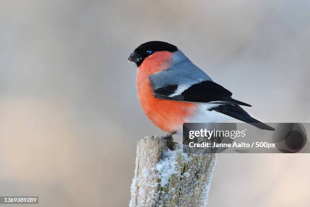 eurasian bullfinch,close-up of songpasserine finch perching on wood,finland - ciuffolotto comune eurasiatico foto e immagini stock