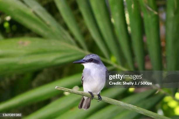 grey kingbird,close-up of jay perching on plant,bridgetown,barbados - bridgetown barbados stock pictures, royalty-free photos & images