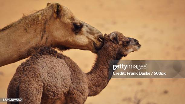 motherly love,side view of camels on field,rimal al wahiba,oman - kamelfarben stock-fotos und bilder