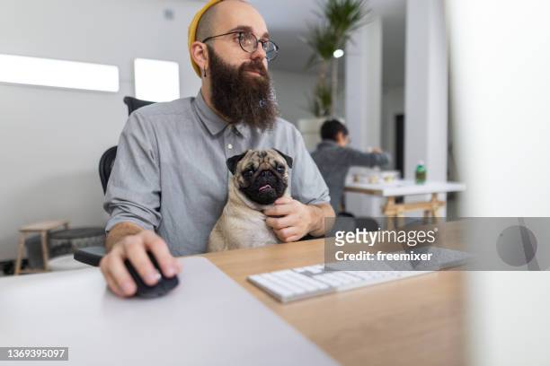 freelancer pug - winter hat stock pictures, royalty-free photos & images