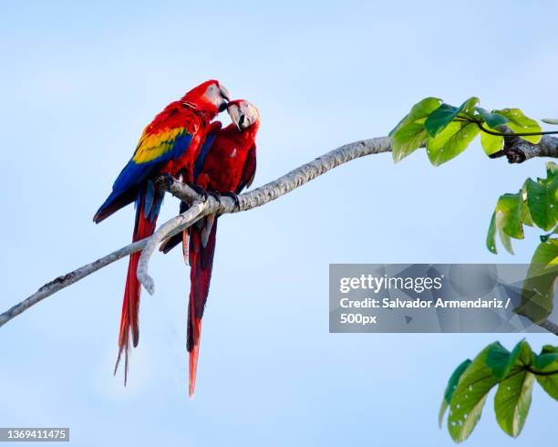 low angle view of parrot perching on branch against sky,province of cartago,costa rica - armendariz stock pictures, royalty-free photos & images