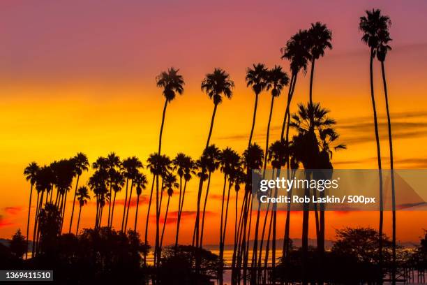 palm trees sunrise,silhouette of palm trees against sky during sunset,santa barbara,california,united states,usa - santa barbara california - fotografias e filmes do acervo