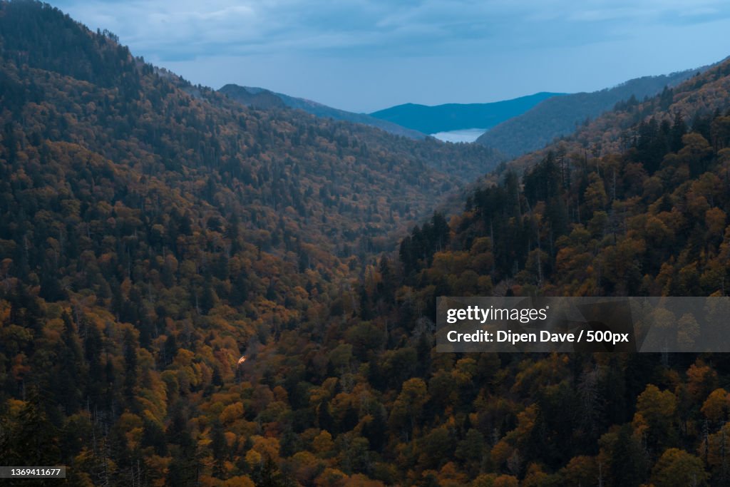 Fall in the smokies,Scenic view of forest against sky