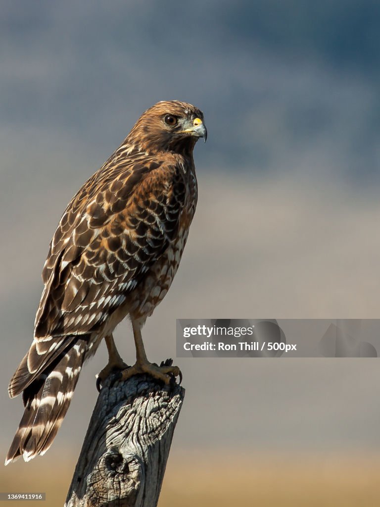 Close-up of eagle perching on branch against sky,Bridgeport,California,United States,USA