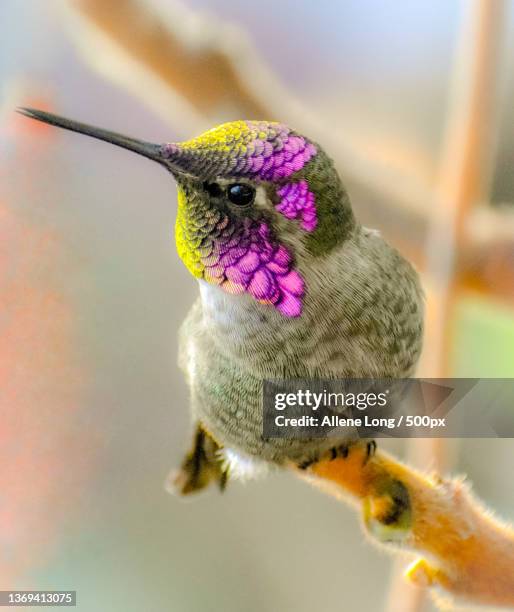 close-up of hummingannas hummingrufous hummingbird perching on plant - annas hummingbird stock pictures, royalty-free photos & images