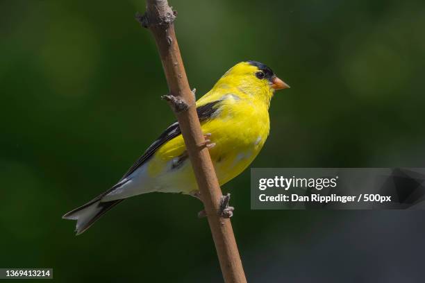 spring beauty,close-up of american goldfinch perching on branch,high ridge,missouri,united states,usa - american goldfinch - fotografias e filmes do acervo