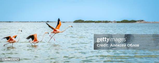 flying flamingo at rio lagartos biosphere reserve, yucatan, mexico - rio ave stock pictures, royalty-free photos & images