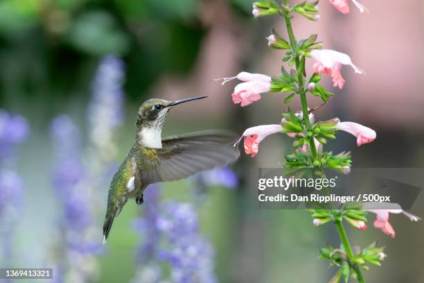 between the blue and coral,close-up of rufous hummingbird flying by flowers,high ridge,missouri,united states,usa - pollinator stock pictures, royalty-free photos & images