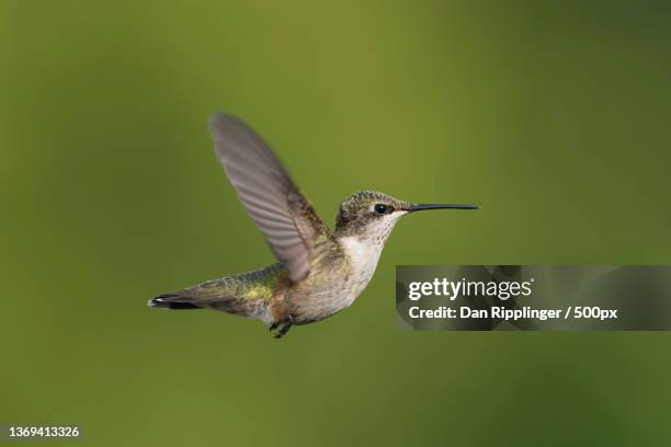 great flyer,close-up of hummingbird flying outdoors,high ridge,missouri,united states,usa - humming stock pictures, royalty-free photos & images