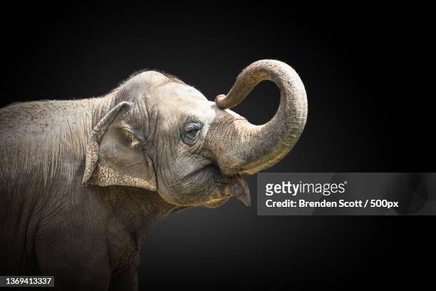 prop up the trunk,close-up of indian asian elephant against black background,tampa,florida,united states,usa - asian elephant stock pictures, royalty-free photos & images