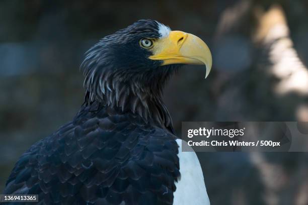 eagle has landed,close-up of eagle - eagle eye stock pictures, royalty-free photos & images