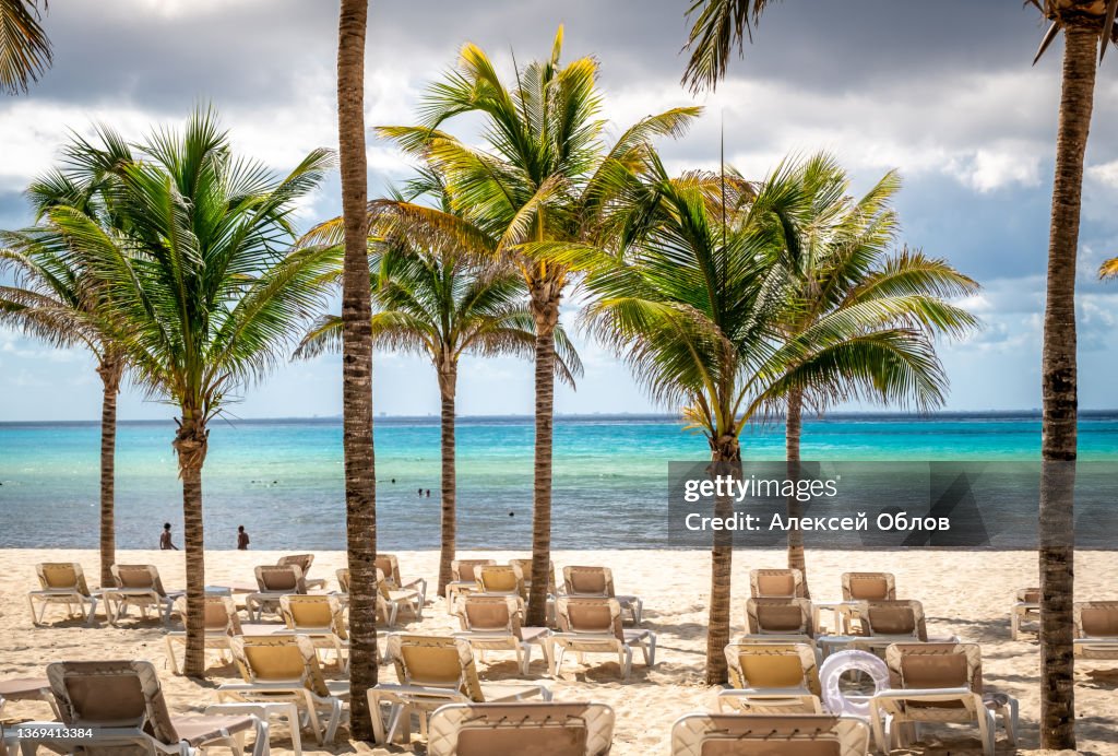 Tropical landscape with coconut palm on Playacar beach at Caribbean sea in Playa del Carmen, Mexico