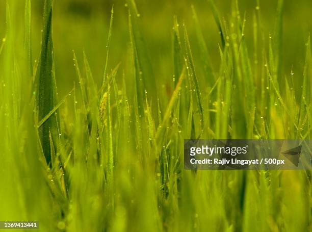 dew drops on grass,full frame shot of wet grass,devgad,maharashtra,india - マハラシュトラ ストックフォトと画像