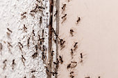 bugs on the wall, coming out through crack in the wall, sweet ant infestation indoors
