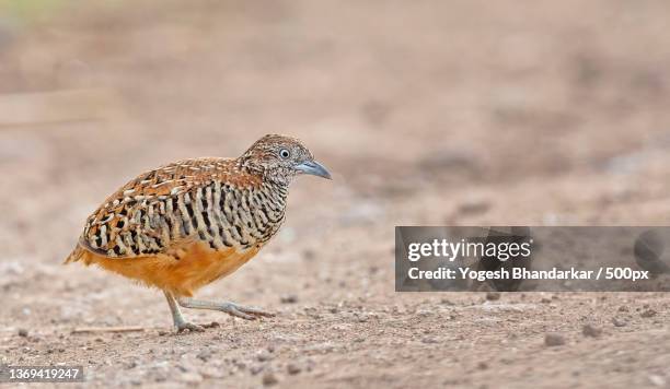 barred buttonquail female,close-up of corncrake perching on sand,kumbhargaon birds sanctuary,india - corncrake stock pictures, royalty-free photos & images