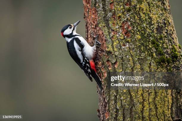 great spotted woodpecker,close-up of great spotted woodpecker perching on tree trunk - birds nest ストックフォトと画像