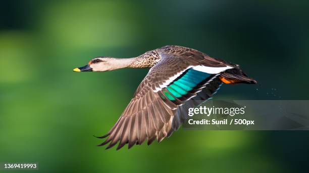 electric blue,close-up of duck flying over lake,new delhi,delhi,india - ducks stockfoto's en -beelden