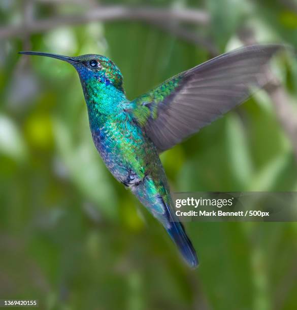 precision flying,close-up of hummingbird flying outdoors,pichincha,ecuador - pichincha bildbanksfoton och bilder