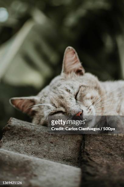 un gato durmiendo,close-up of cat sleeping - durmiendo stock pictures, royalty-free photos & images