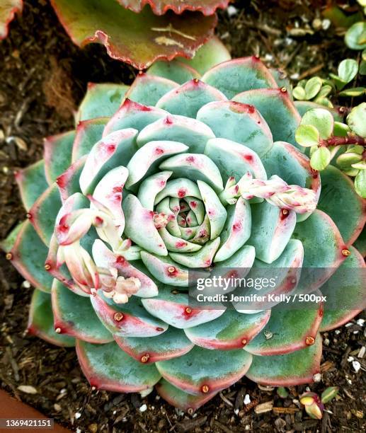 high angle view of succulent plant,san diego,united states,usa - jennifer kelly stock pictures, royalty-free photos & images