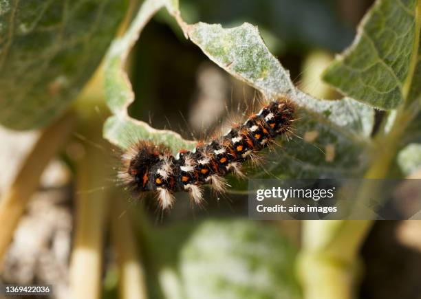 caterpillar about feeding on a leaf in the field on a sunny day - larva imagens e fotografias de stock