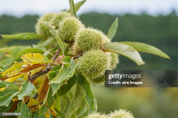 castanea sativa, chestnut fruits on a branch with green leaves, light green thorny shells, detail view, close-up - maroni stock-fotos und bilder