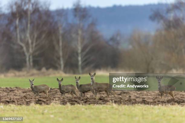 five roe deers - roe deer female stock pictures, royalty-free photos & images