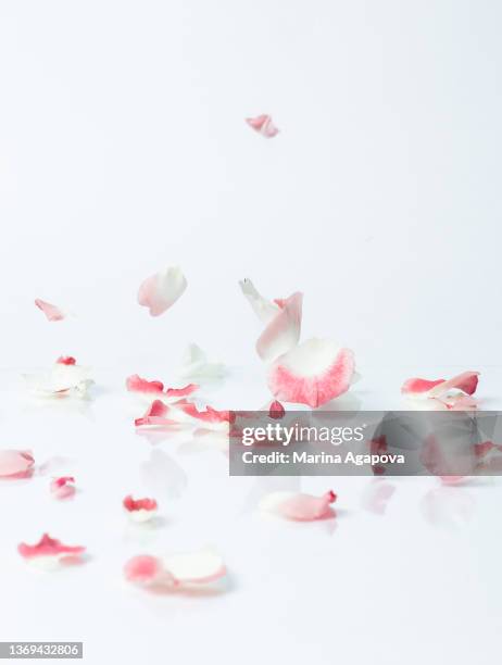 falling rose petals - flower petals stock-fotos und bilder