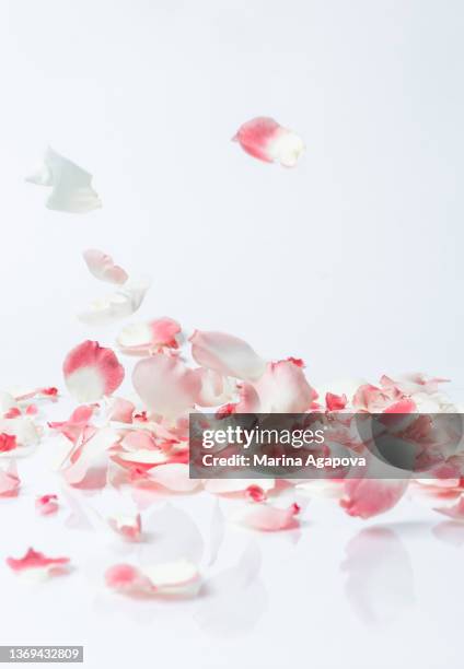 falling rose petals - petalos de rosas fotografías e imágenes de stock