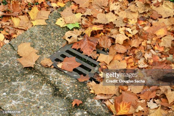 autumn leaves cover the rainwater catch basin - rainwater basin stock pictures, royalty-free photos & images