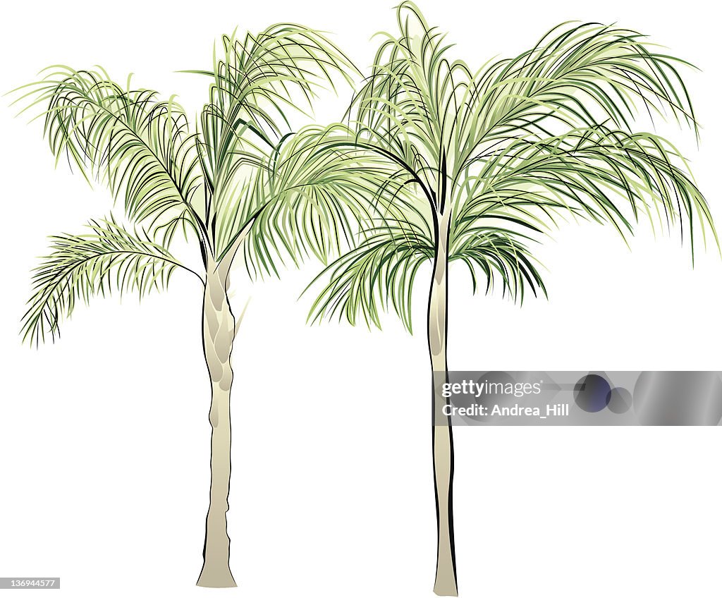 Queen Palms