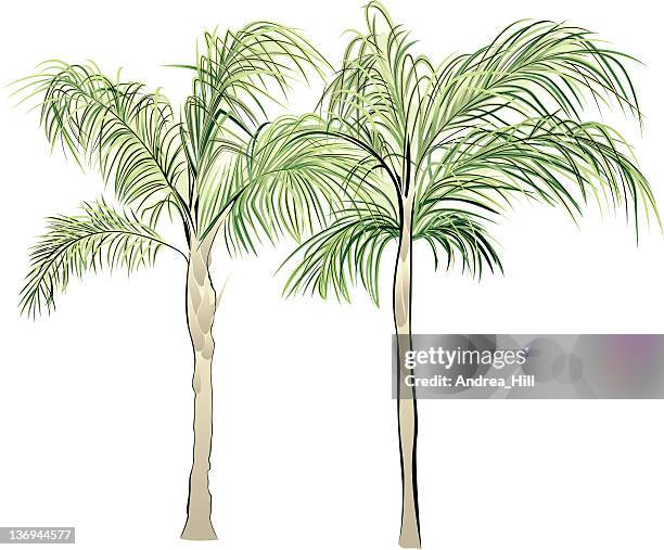 queen palms - palm trees clipart stock illustrations