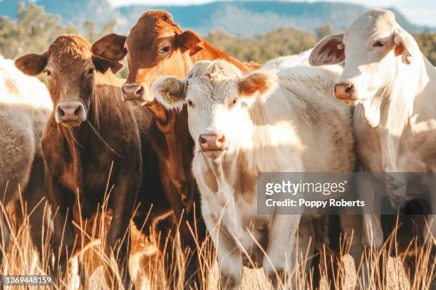 the boys going for a drink - australian pasture stock pictures, royalty-free photos & images