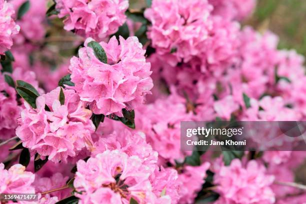 pink spring blossom - azalea bloom stock pictures, royalty-free photos & images