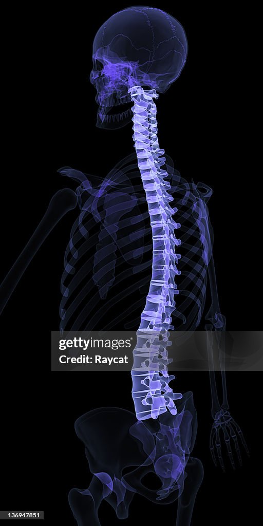 Human spine