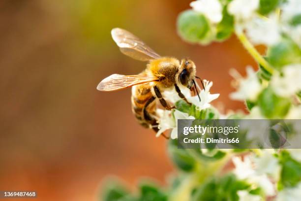 ape mellifera su fiore di origano - origano foto e immagini stock