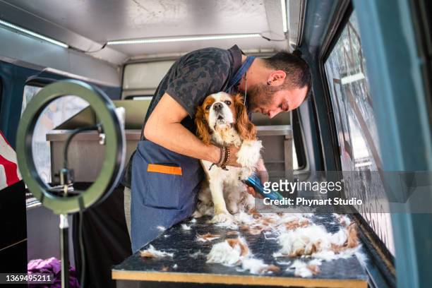 dog grooming tutorial vlog - pet groom stock pictures, royalty-free photos & images