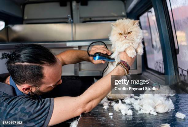 grooming the domastic cat in pet grooming track - angry wet cat stock pictures, royalty-free photos & images