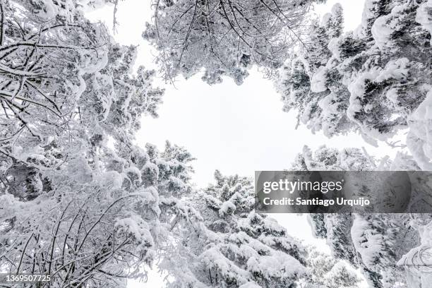 snow-covered fir tree canopy - tree canopy pattern fotografías e imágenes de stock
