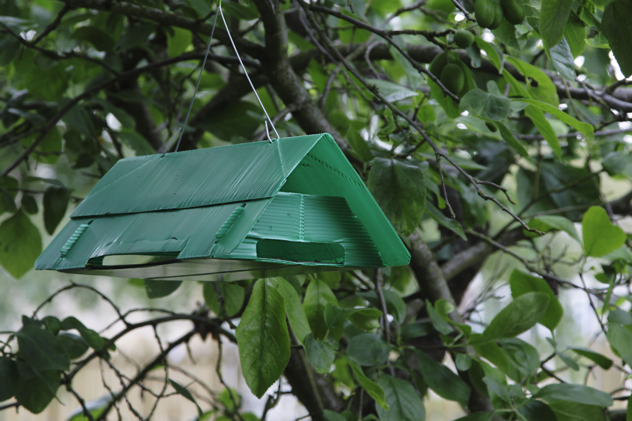 pheromone traps